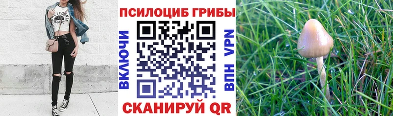 сколько стоит  Суворов  Псилоцибиновые грибы ЛСД 